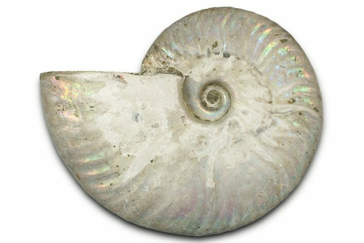 Silver Iridescent Ammonite (Cleoniceras) Fossil - Madagascar #328375